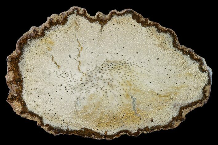 Polished, Petrified Palmwood (Palmoxylon) Round - Myanmar #162894